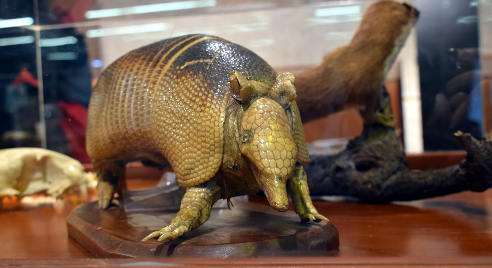 Museo Javeriano de Historia Natural